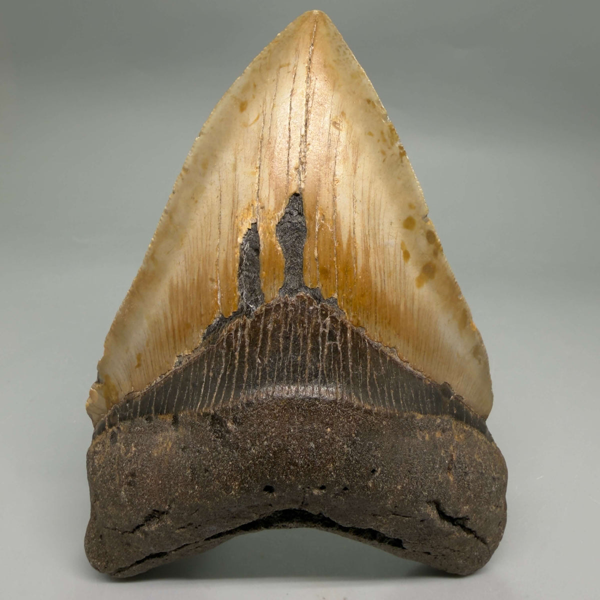 Front View Colorful, heart-shaped 5.14" Authentic Megalodon Tooth – North Carolina Fossil | Carcharocles megalodon megalodonteeth.com CM6721 - 1