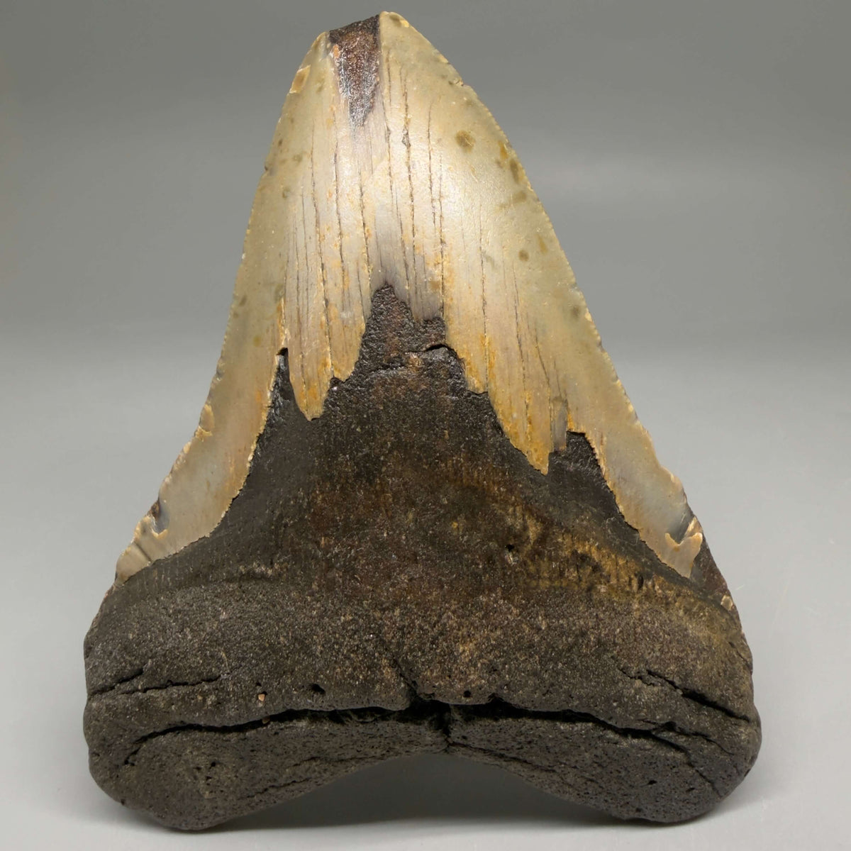 Front View Colorful, heart-shaped 5.17" Authentic Megalodon Tooth – North Carolina Fossil | Carcharocles megalodon megalodonteeth.com CM6711