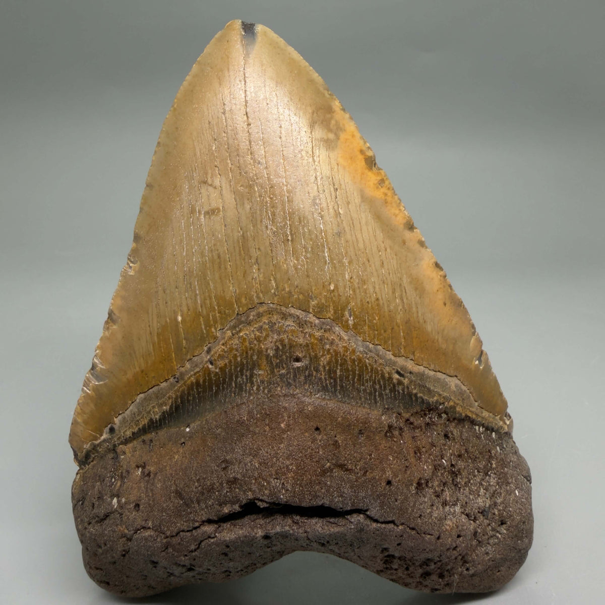 Front View Colorful, heart-shaped 5.18" Authentic Megalodon Tooth – North Carolina Fossil | Carcharocles megalodon megalodonteeth.com CM6720