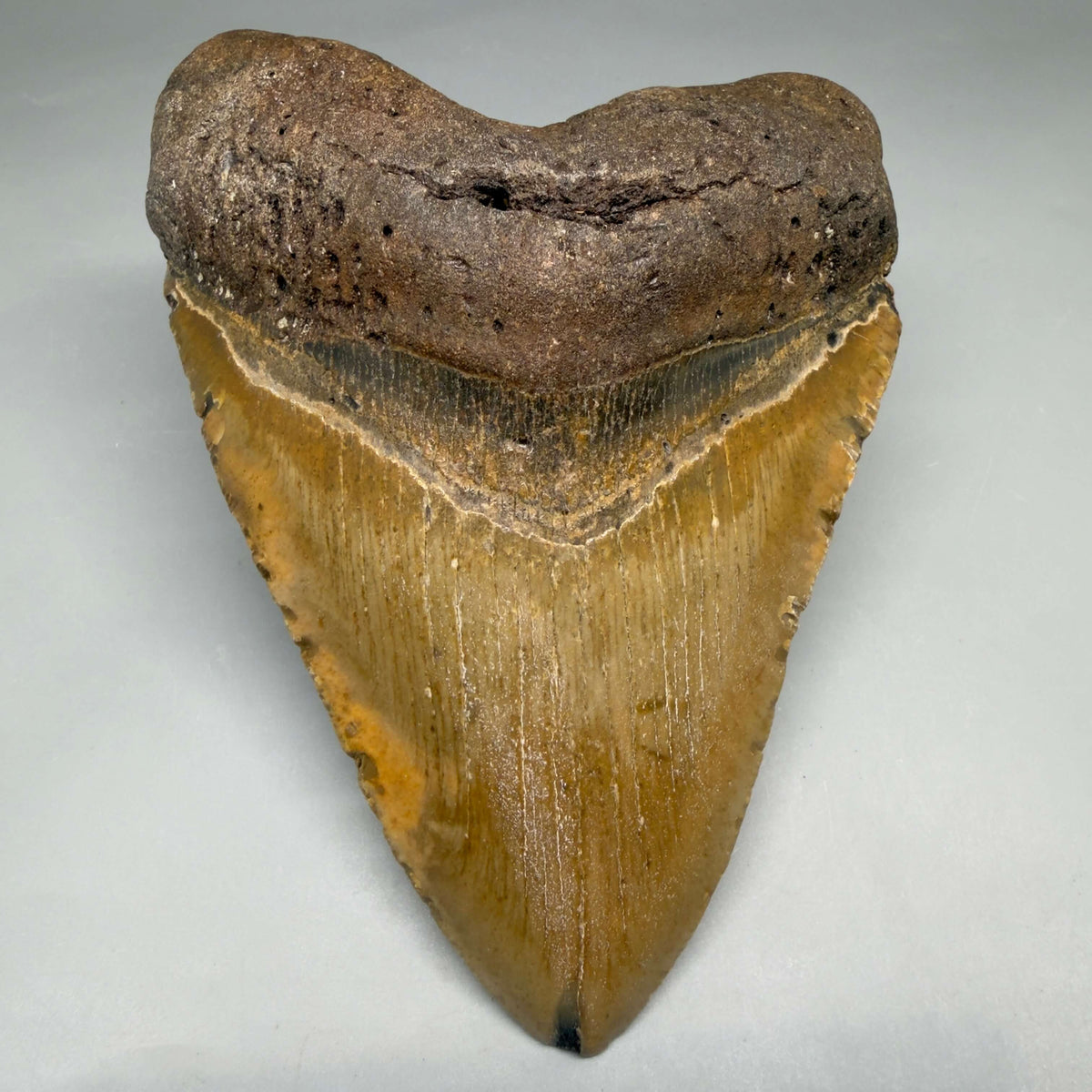 Front View Colorful, heart-shaped 5.18" Authentic Megalodon Tooth – North Carolina Fossil | Carcharocles megalodon megalodonteeth.com CM6720 - 1