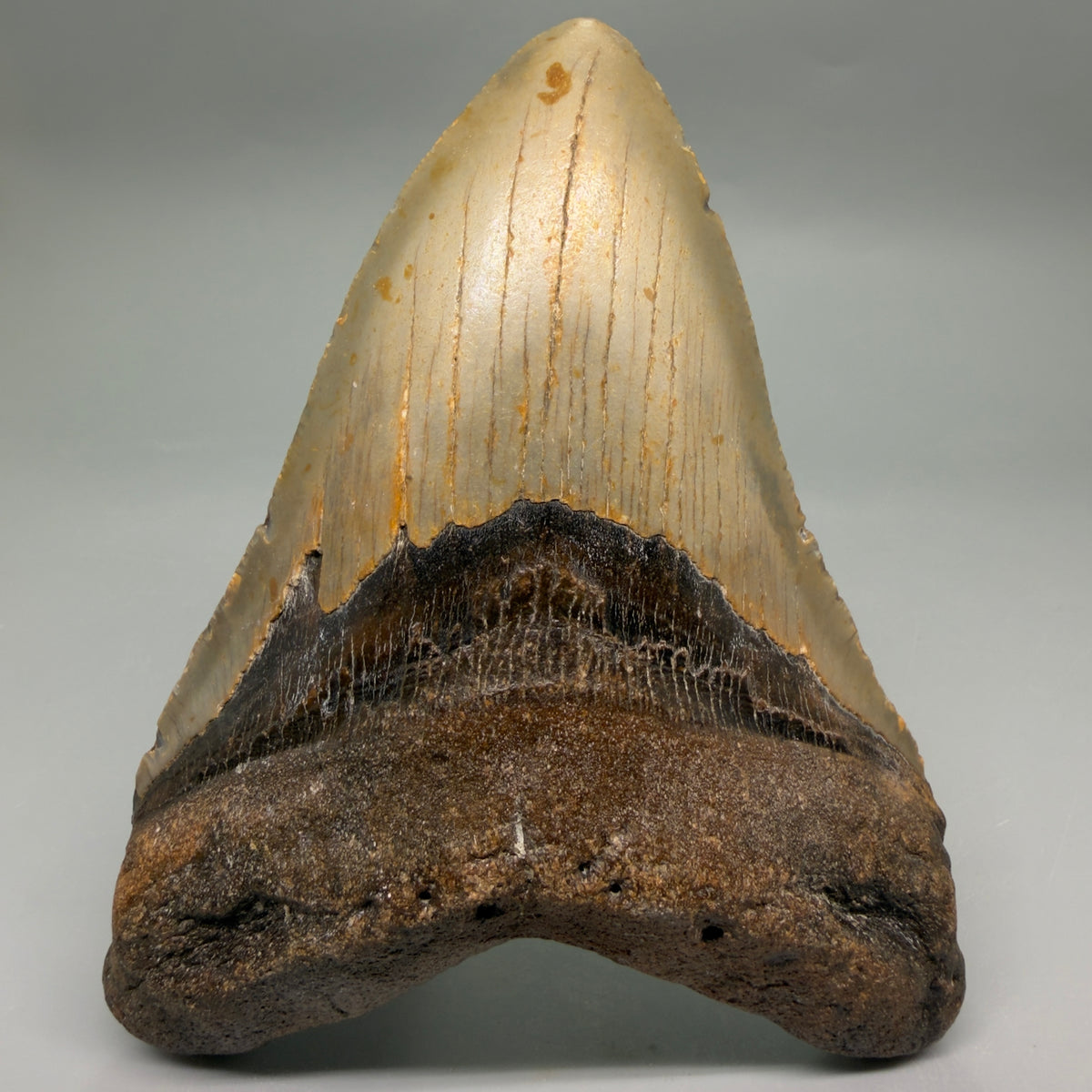 Front View Colorful, heart-shaped 5.19" Authentic Megalodon Tooth – North Carolina Fossil | Carcharocles megalodon megalodonteeth.com CM6714