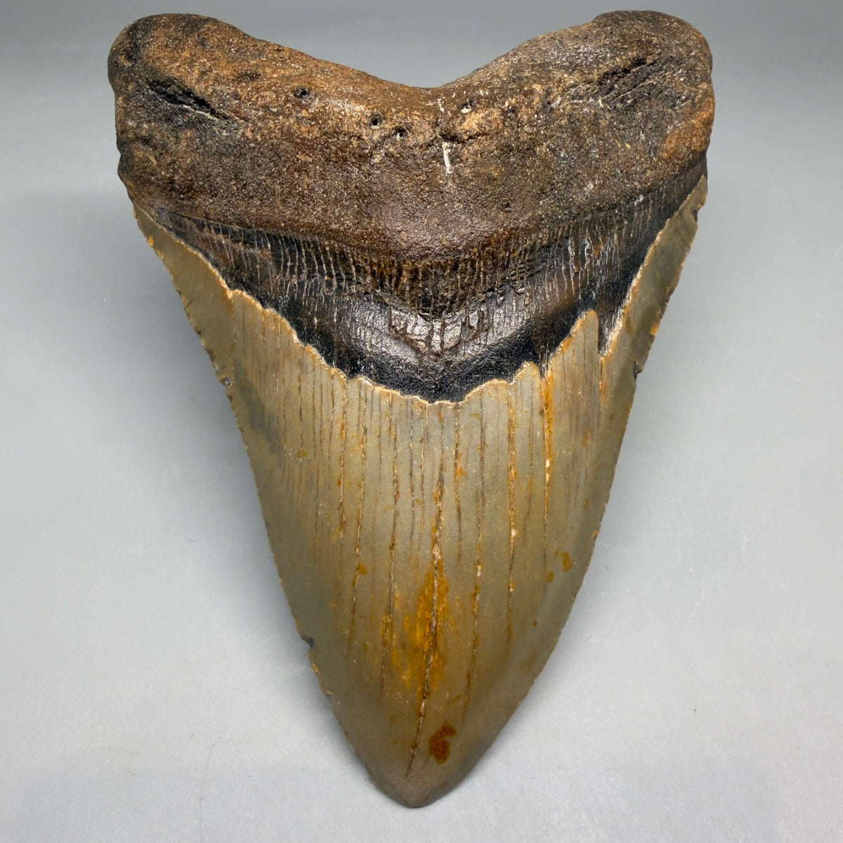 Front View Colorful, heart-shaped 5.19" Authentic Megalodon Tooth – North Carolina Fossil | Carcharocles megalodon megalodonteeth.com CM6714 - 1