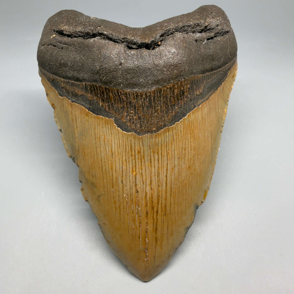 Front View Colorful, heart-shaped 5.22" Authentic Megalodon Tooth – North Carolina Fossil | Carcharocles megalodon megalodonteeth.com CM6712