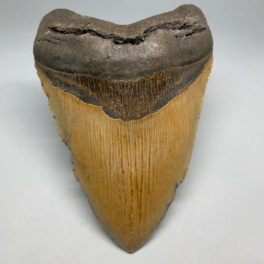 Front View Colorful, heart-shaped 5.22" Authentic Megalodon Tooth – North Carolina Fossil | Carcharocles megalodon megalodonteeth.com CM6712