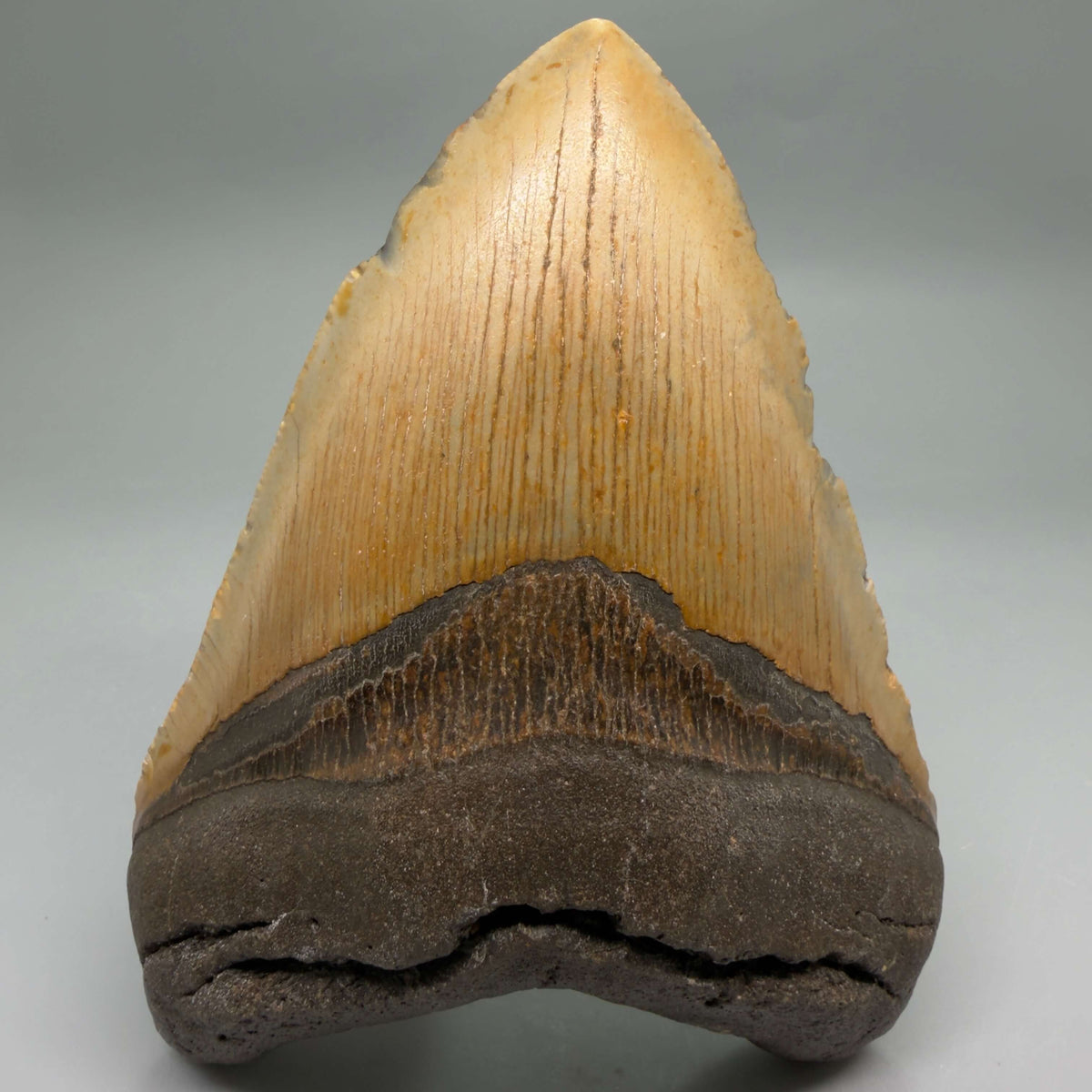 Front View Colorful, heart-shaped 5.22" Authentic Megalodon Tooth – North Carolina Fossil | Carcharocles megalodon megalodonteeth.com CM6712 - 1