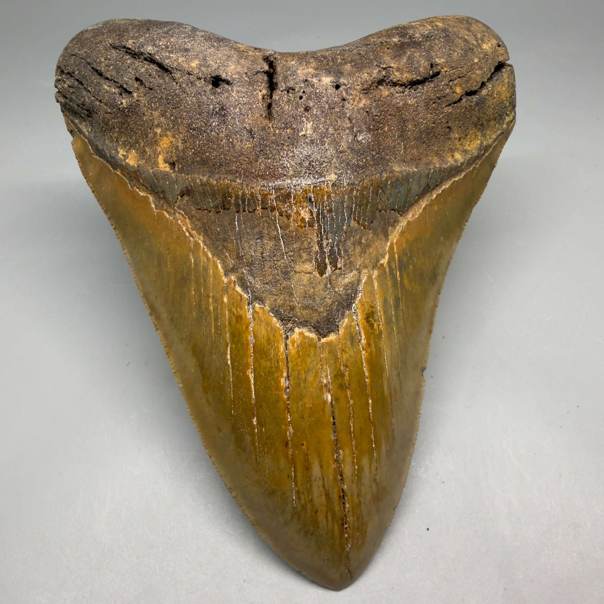 Front View Colorful, heart-shaped 5.29" Authentic Megalodon Tooth – North Carolina Fossil | Carcharocles megalodon megalodonteeth.com CM6715