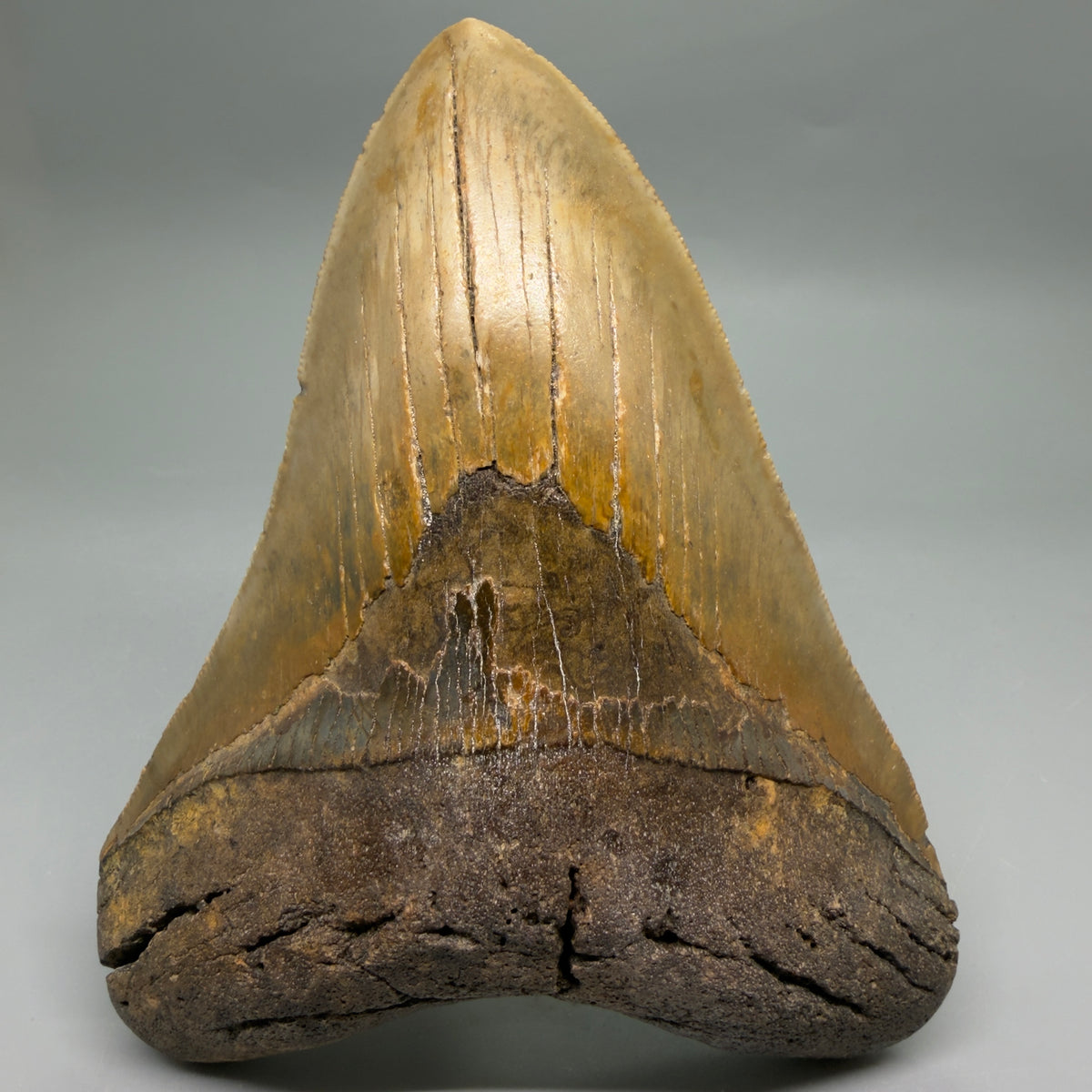 Front View Colorful, heart-shaped 5.29" Authentic Megalodon Tooth – North Carolina Fossil | Carcharocles megalodon megalodonteeth.com CM6715 - 1