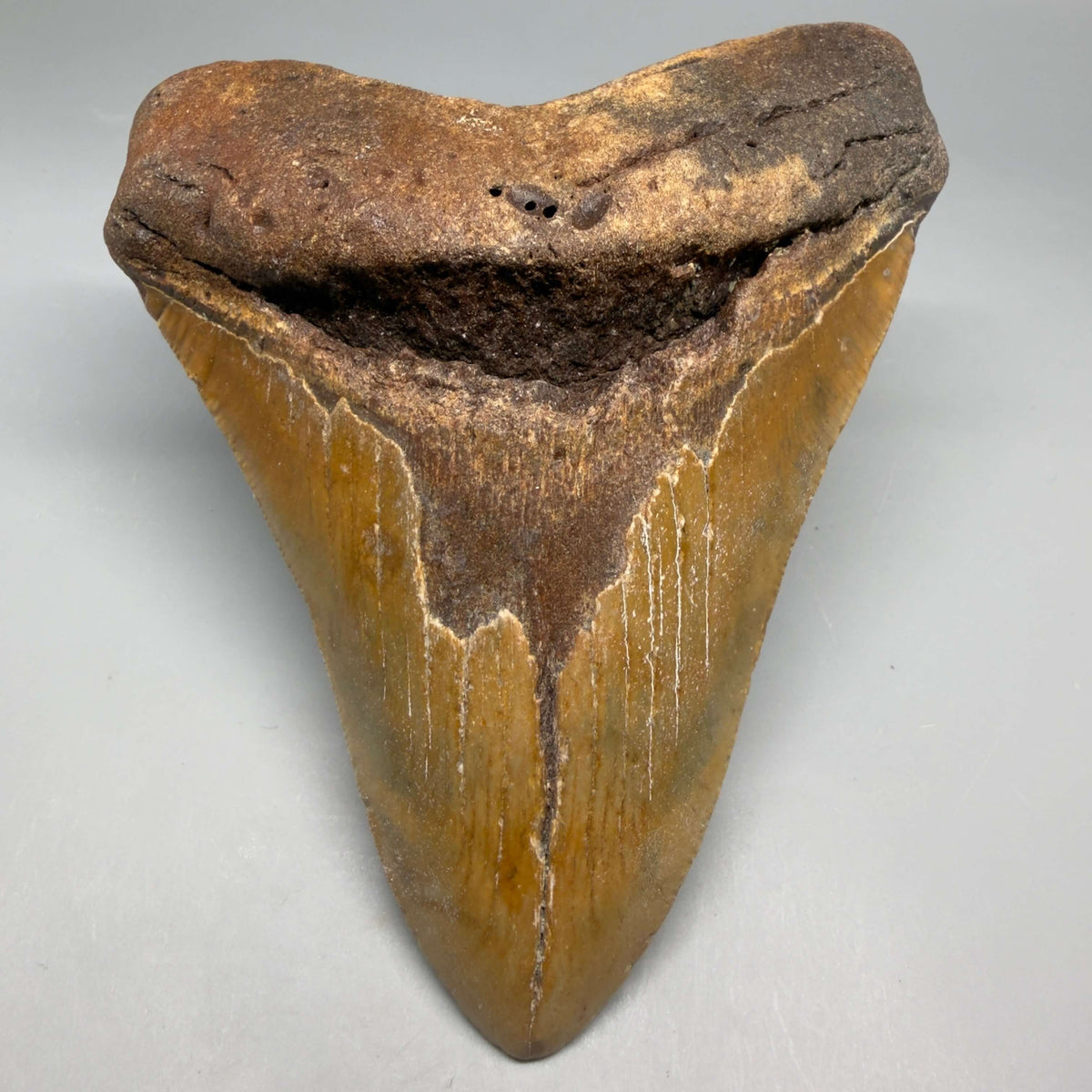 Front View Colorful, heart-shaped 5.32" Authentic Megalodon Tooth – North Carolina Fossil | Carcharocles megalodon megalodonteeth.com CM6713