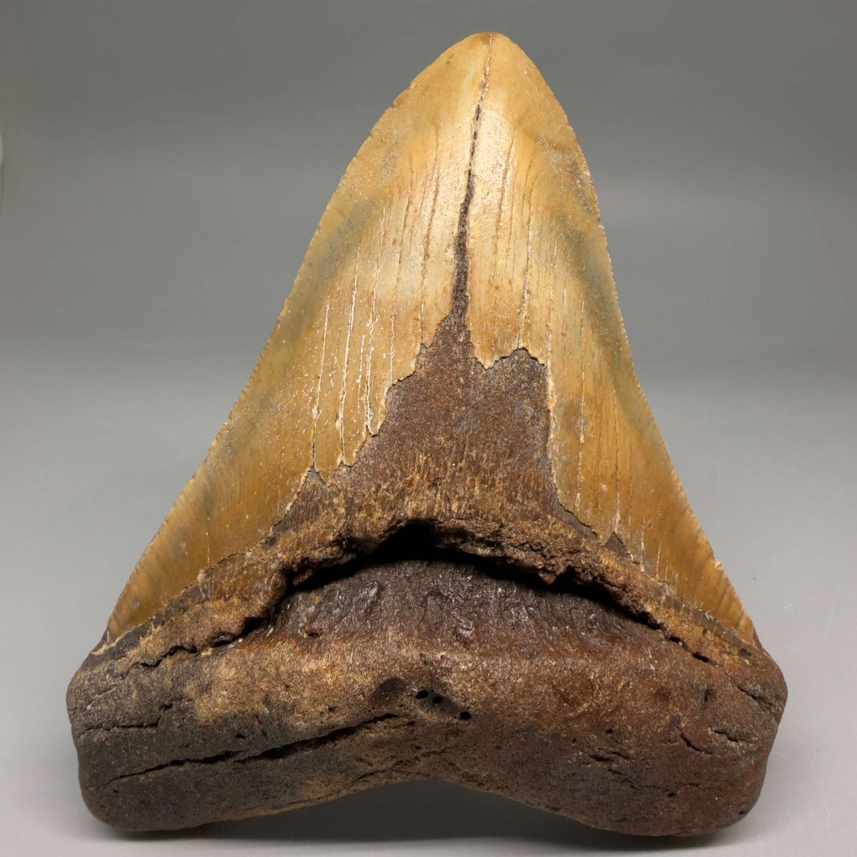Front View Colorful, heart-shaped 5.32" Authentic Megalodon Tooth – North Carolina Fossil | Carcharocles megalodon megalodonteeth.com CM6713 - 1