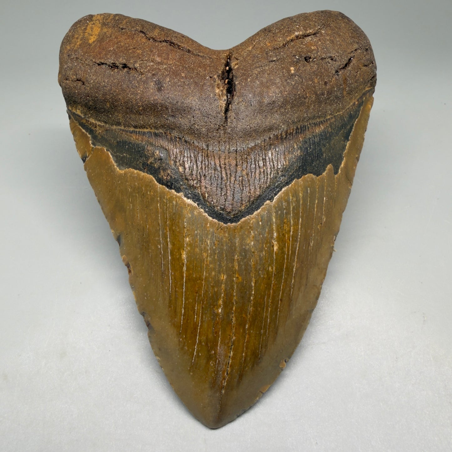 Front View Colorful, heart-shaped 5.34" Authentic Megalodon Tooth – North Carolina Fossil | Carcharocles megalodon CM6137