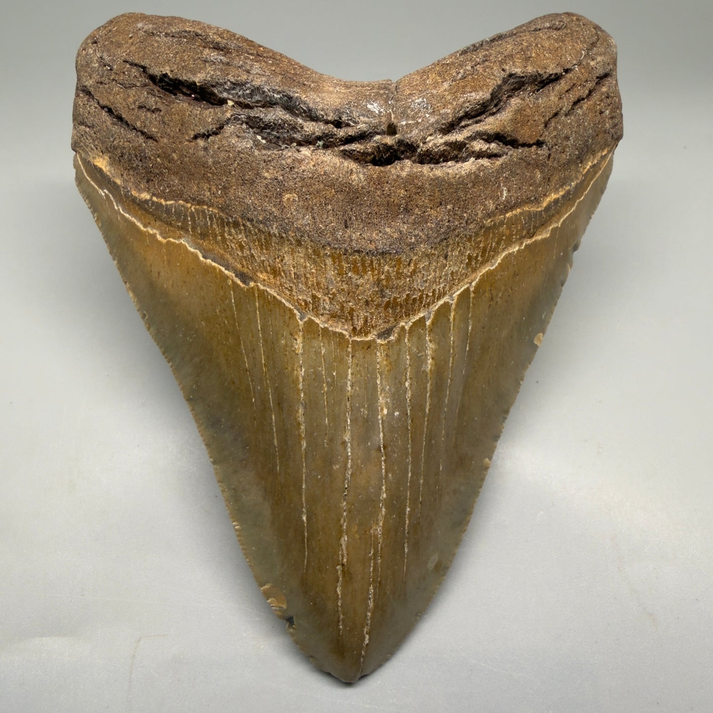 Front View Colorful, heart-shaped 5.35" Authentic Megalodon Tooth – North Carolina Fossil | Carcharocles megalodon CM6144