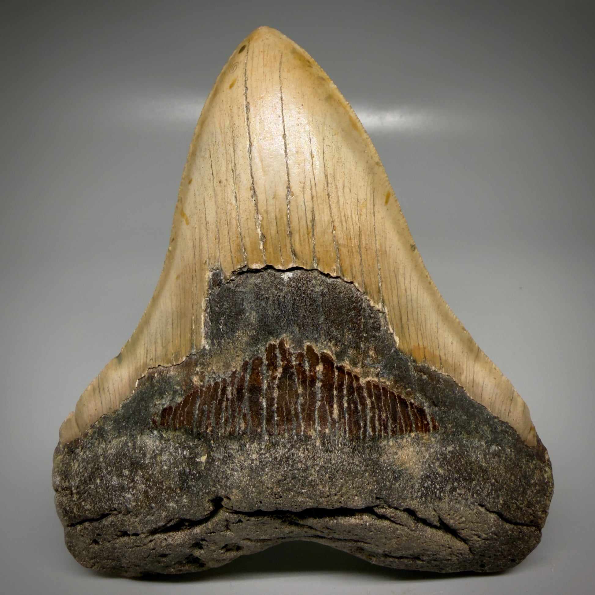 Front View Colorful, heart-shaped 5.42" Authentic Megalodon Tooth – North Carolina Fossil | Carcharocles megalodon CM6164