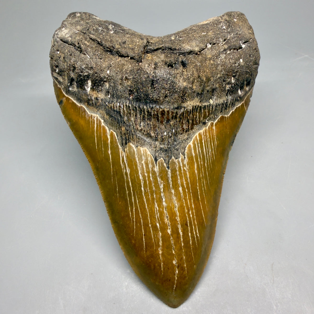 Front View Colorful, heart-shaped 5.44" Authentic Megalodon Tooth – North Carolina Fossil | Carcharocles megalodon megalodonteeth.com MJ107