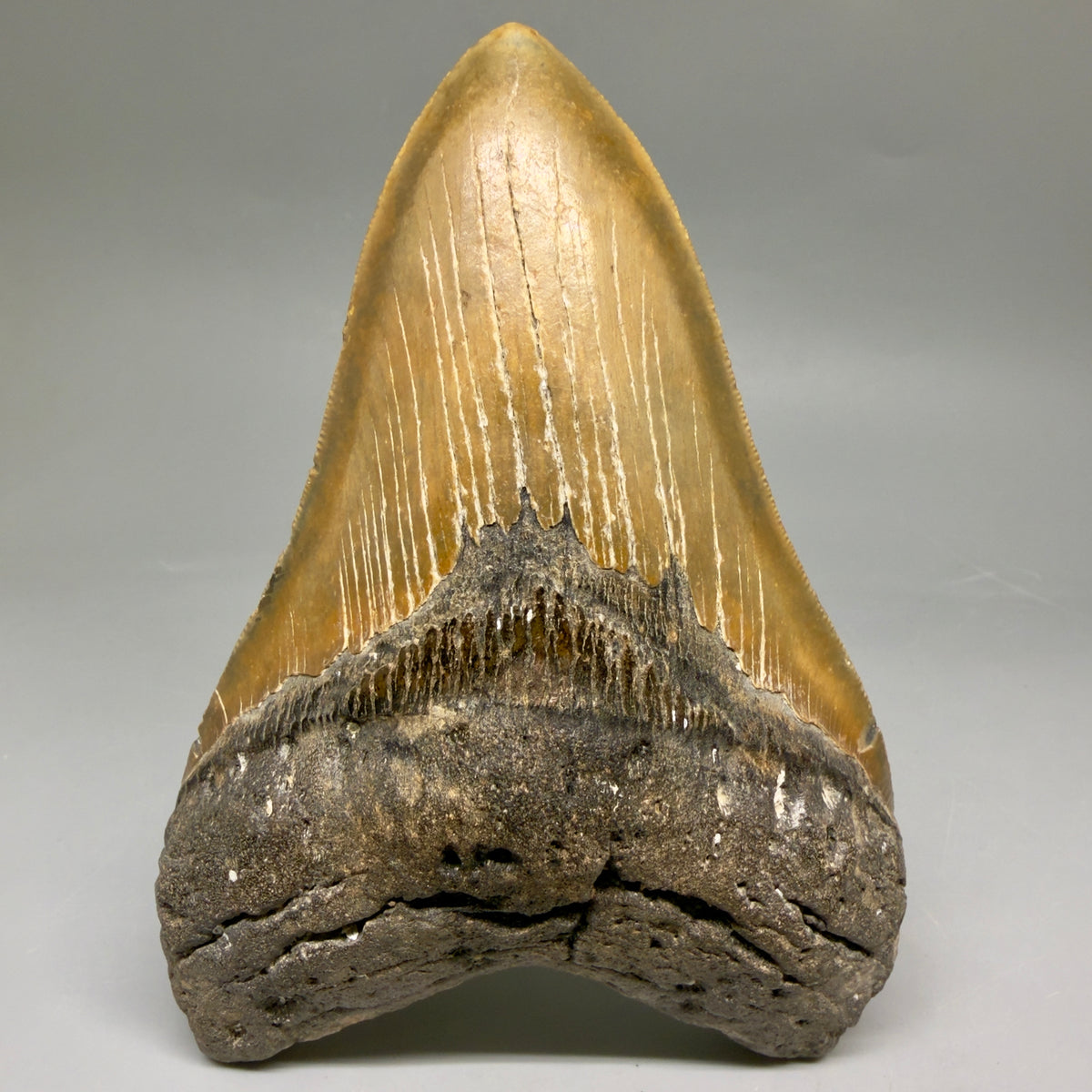 Front View Colorful, heart-shaped 5.44" Authentic Megalodon Tooth – North Carolina Fossil | Carcharocles megalodon megalodonteeth.com MJ107 - 1