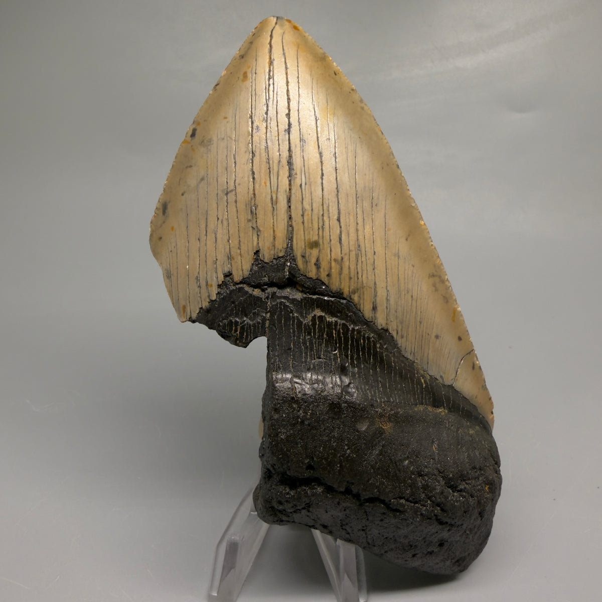 Front View Colorful, heart-shaped 5.48" Authentic Megalodon Tooth – North Carolina Fossil | Carcharocles megalodon megalodonteeth.com CM6710