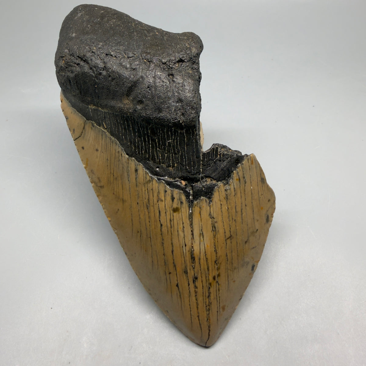 Front View Colorful, heart-shaped 5.48" Authentic Megalodon Tooth – North Carolina Fossil | Carcharocles megalodon megalodonteeth.com CM6710 - 1