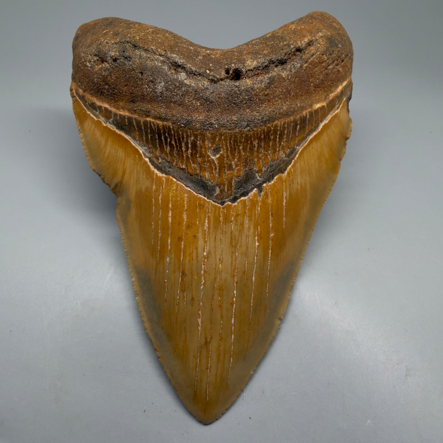Front View Colorful, heart-shaped 5.50" Authentic Megalodon Tooth – North Carolina Fossil | Carcharocles megalodon CM6146