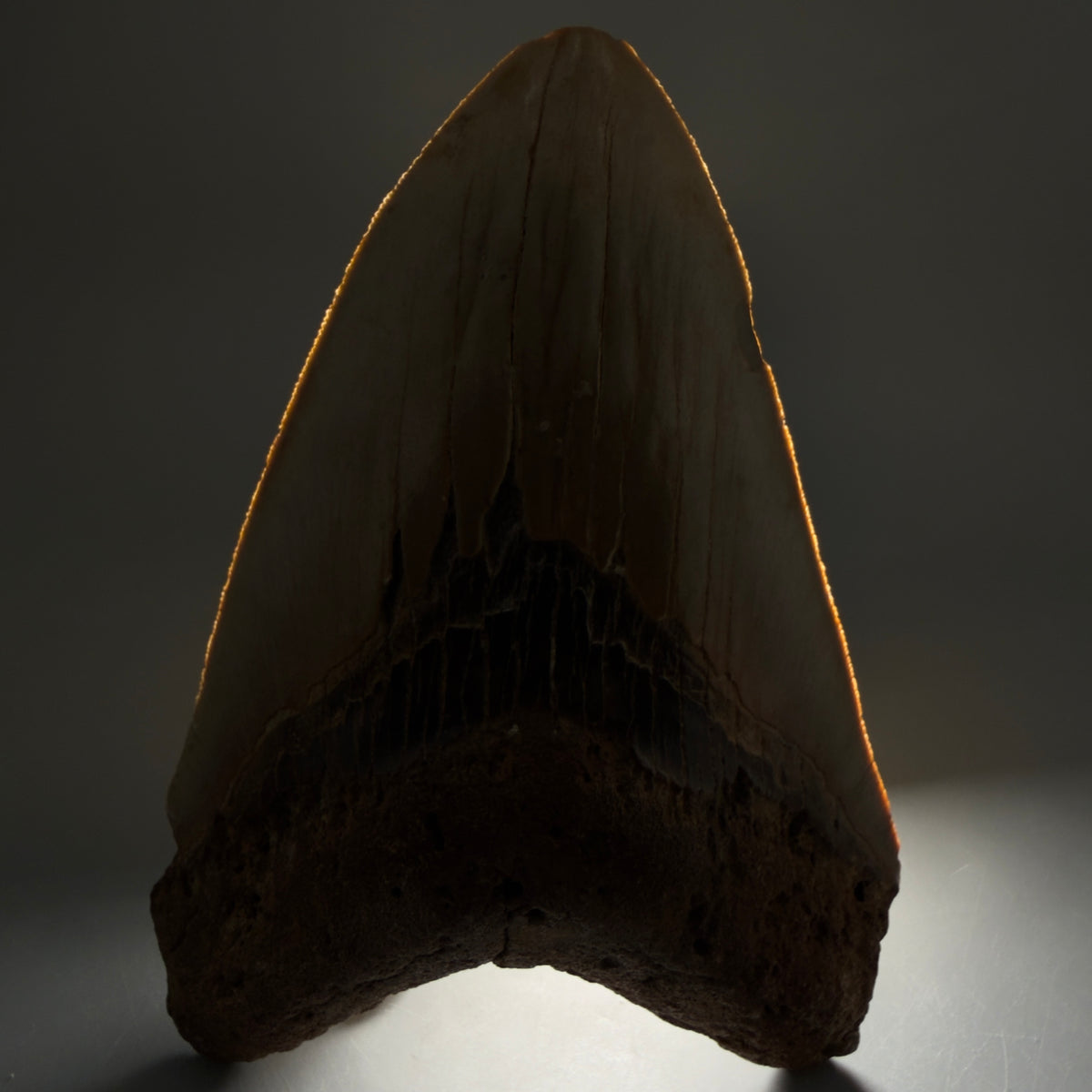 Front View Colorful, heart-shaped 5.73" Authentic Megalodon Tooth – North Carolina Fossil | Carcharocles megalodon megalodonteeth.com CM6717 - 1
