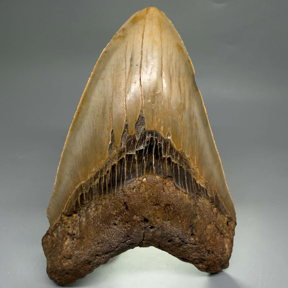 Front View Colorful, heart-shaped 5.73" Authentic Megalodon Tooth – North Carolina Fossil | Carcharocles megalodon megalodonteeth.com CM6717 - 2