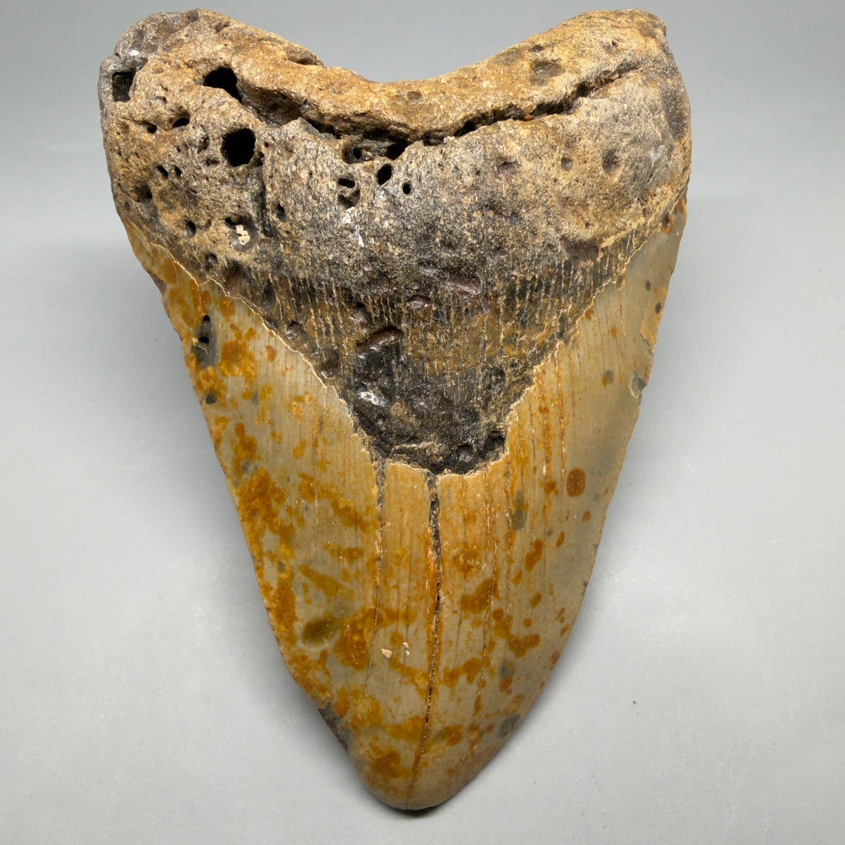 Front View Colorful, heart-shaped 5.75" Authentic Megalodon Tooth – North Carolina Fossil | Carcharocles megalodon megalodonteeth.com CM6716