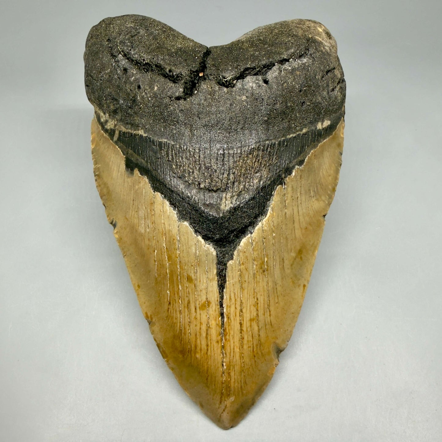 Front View Colorful, heart-shaped 5.85" Authentic Megalodon Tooth – North Carolina Fossil | Carcharocles megalodon CM6458 - 1
