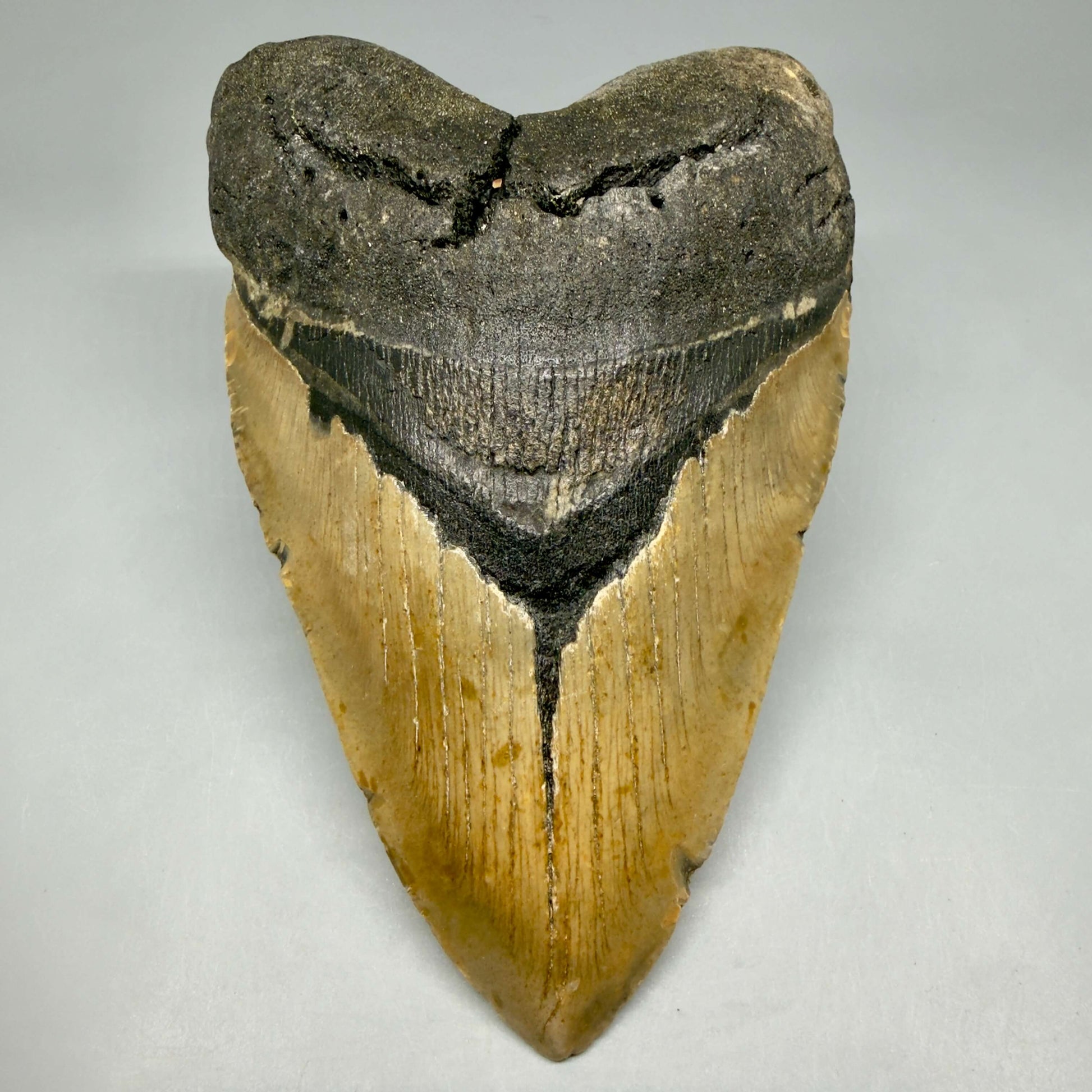 Front View Colorful, heart-shaped 5.85" Authentic Megalodon Tooth – North Carolina Fossil | Carcharocles megalodon CM6458 - 1