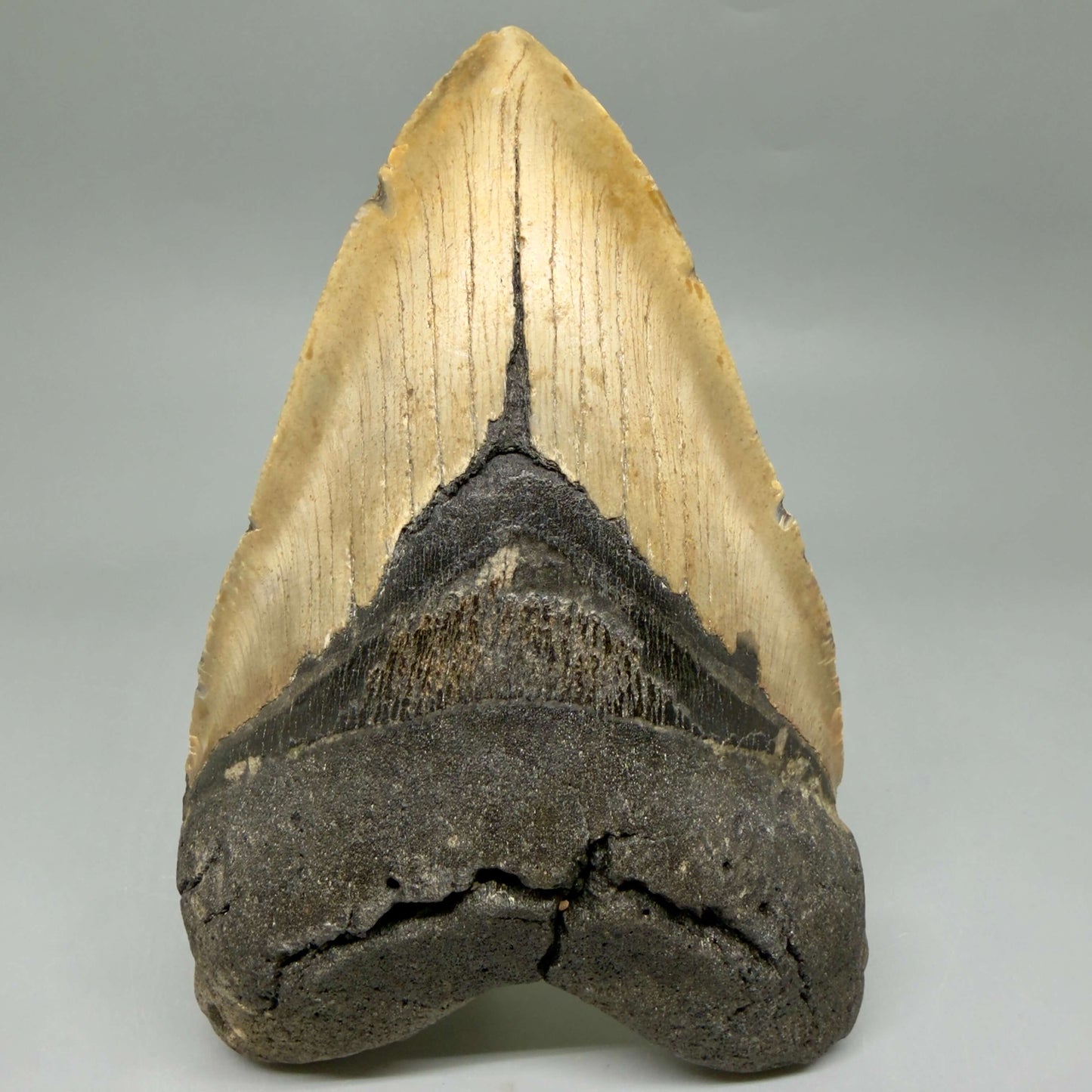 Front View Colorful, heart-shaped 5.85" Authentic Megalodon Tooth – North Carolina Fossil | Carcharocles megalodon CM6458