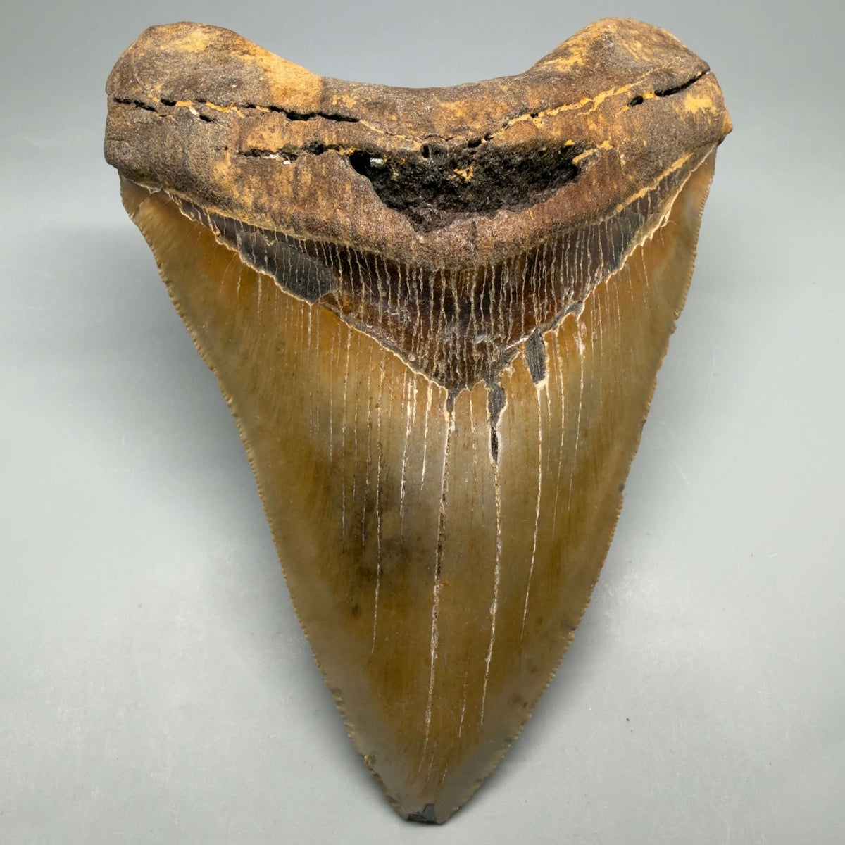 Front View Colorful, heart-shaped 5.90" Authentic Megalodon Tooth – North Carolina Fossil | Carcharocles megalodon megalodonteeth.com CM6718