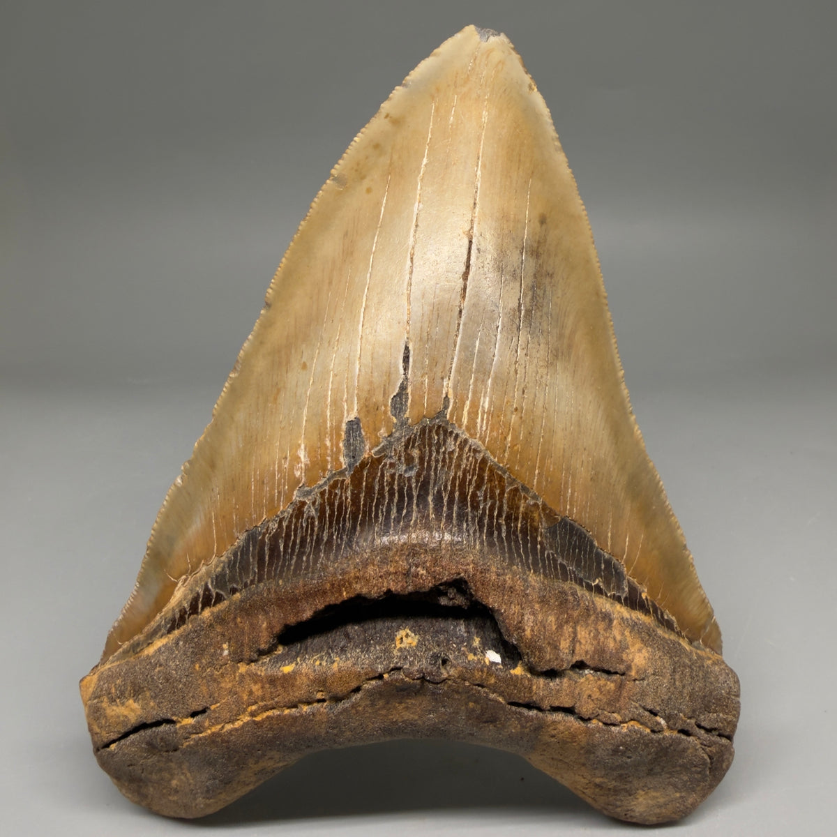 Front View Colorful, heart-shaped 5.90" Authentic Megalodon Tooth – North Carolina Fossil | Carcharocles megalodon megalodonteeth.com CM6718 - 1