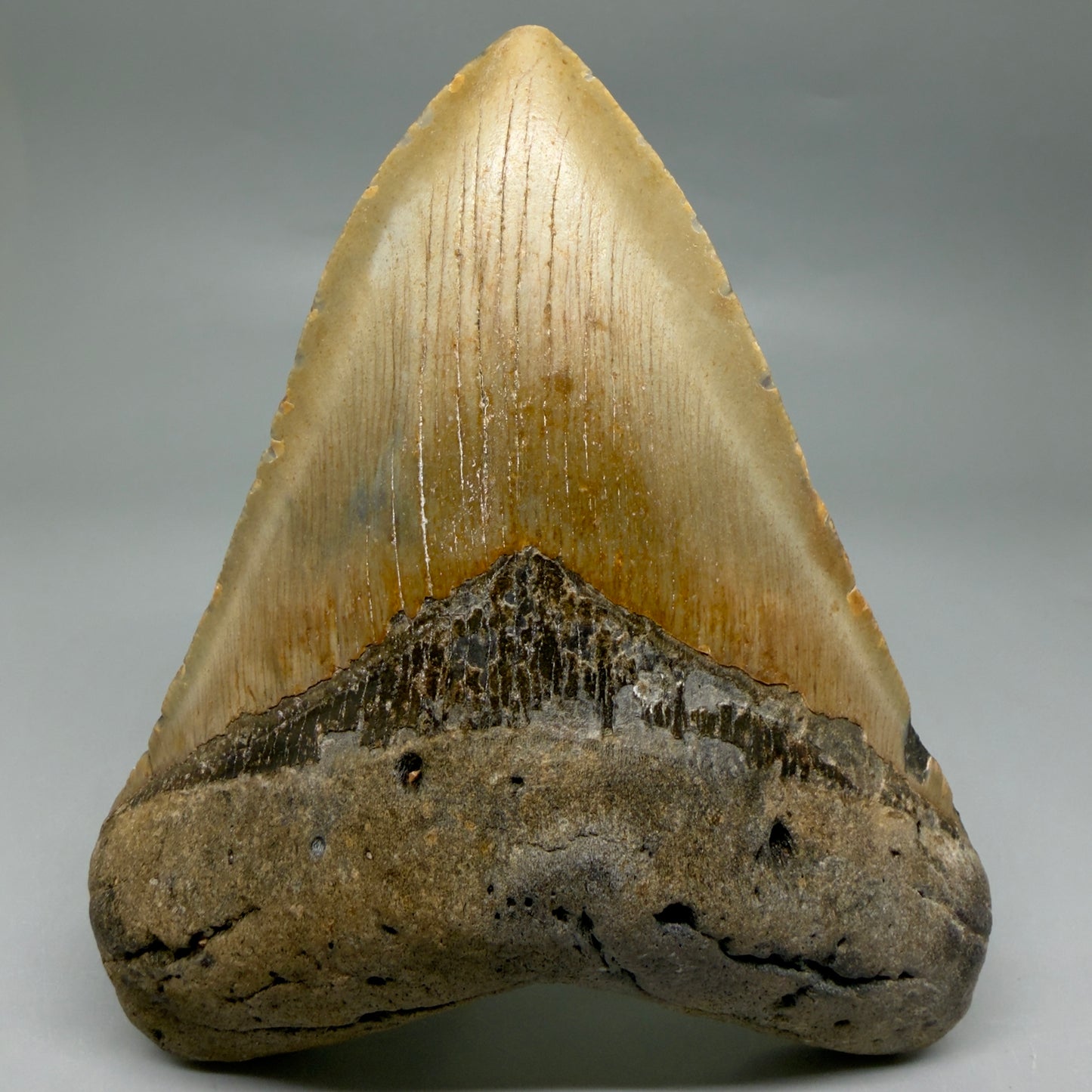 Front View Colorful, heart shaped 5.05" Authentic Megalodon Tooth – North Carolina Fossil | Carcharocles megalodon CM6454 - 1