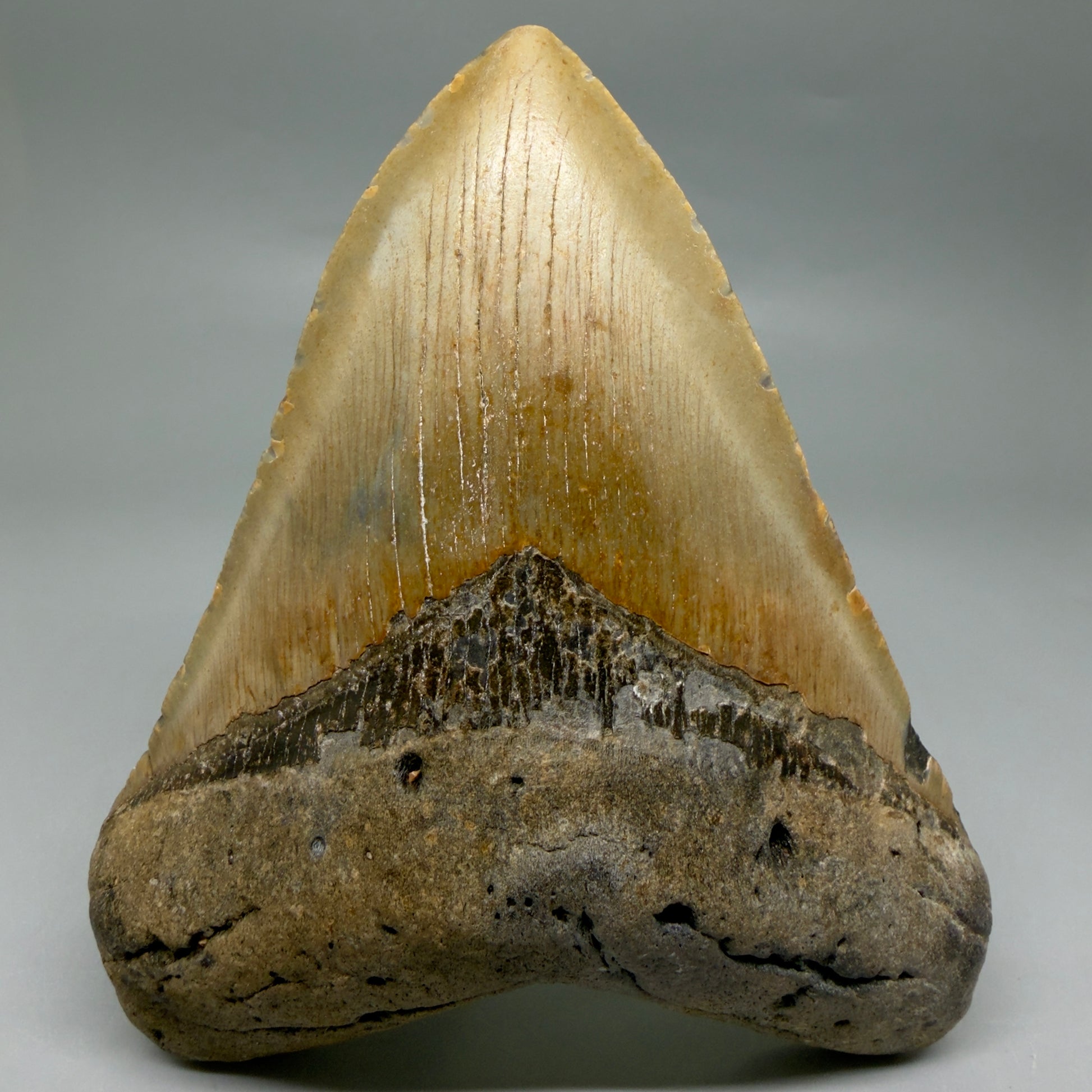 Front View Colorful, heart shaped 5.05" Authentic Megalodon Tooth – North Carolina Fossil | Carcharocles megalodon CM6454 - 1