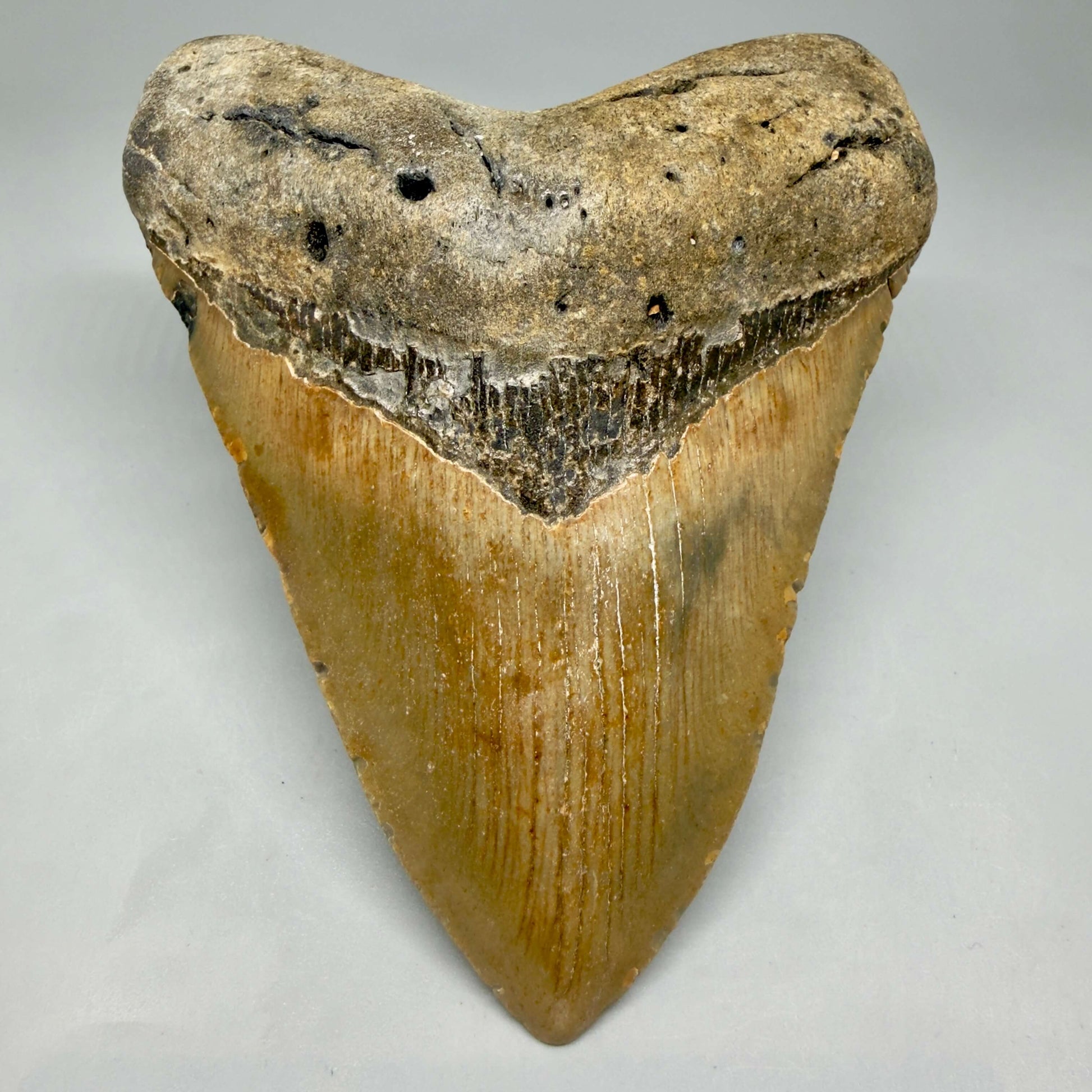 Front View Colorful, heart shaped 5.05" Authentic Megalodon Tooth – North Carolina Fossil | Carcharocles megalodon CM6454