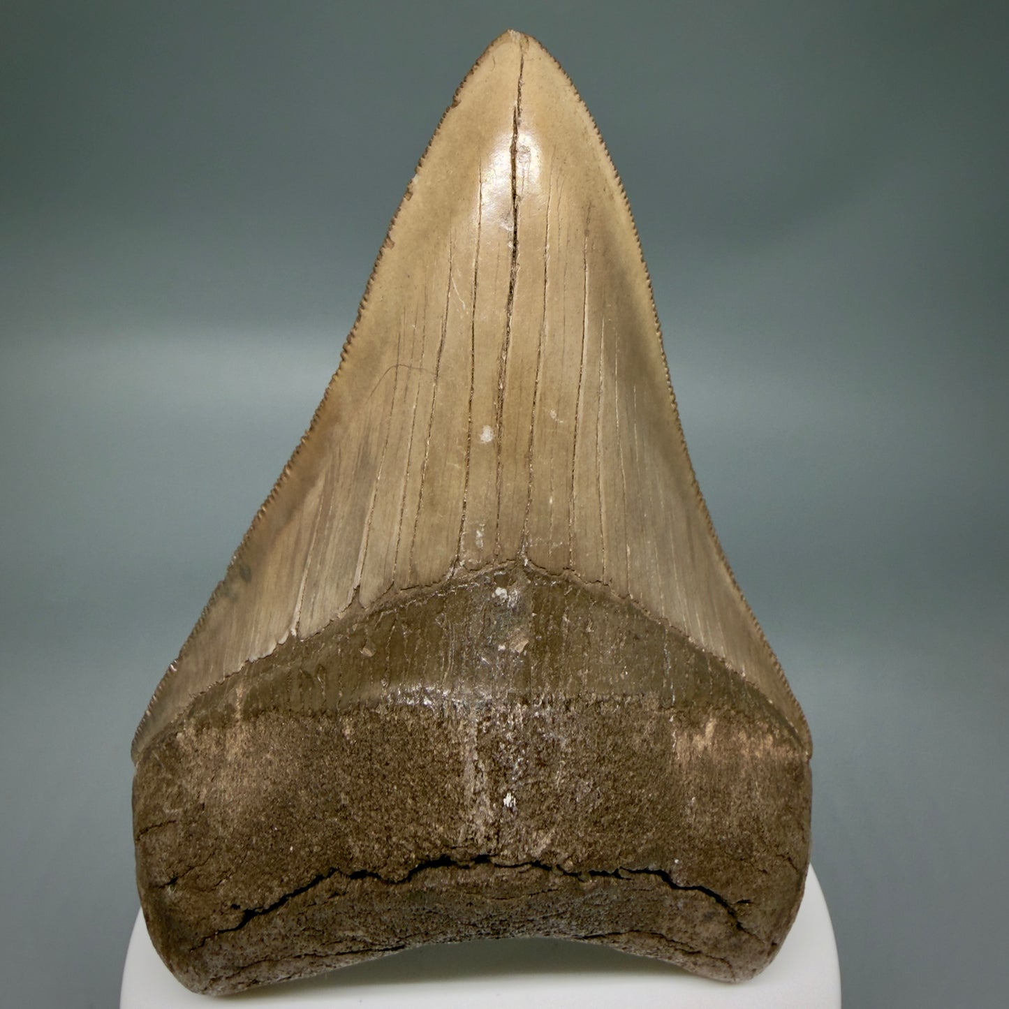 Front View Colorful, high quality Lower 3.75" Fossil Megalodon Tooth from Georgia, USA MJ171 