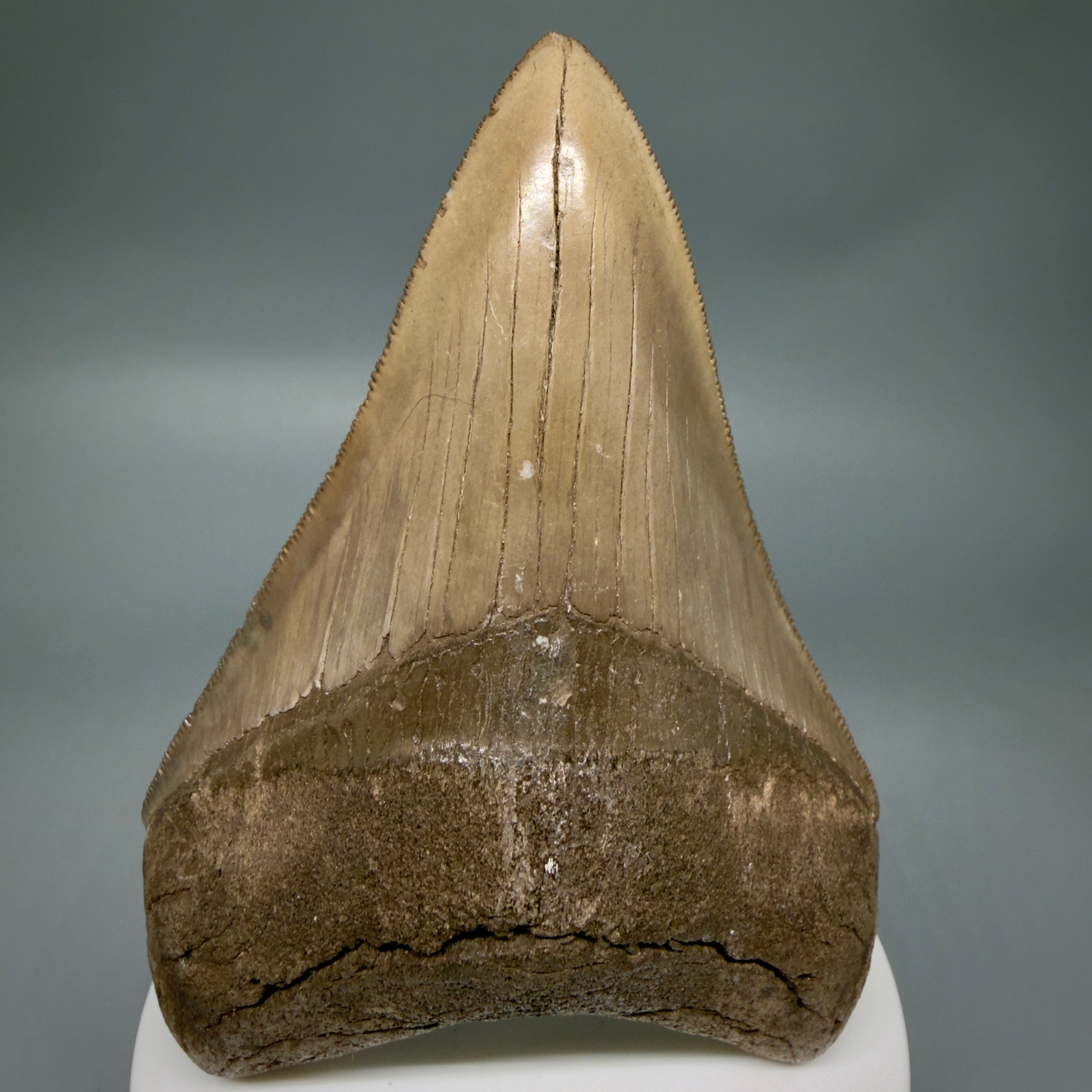 Front View Colorful, high quality Lower 3.75" Fossil Megalodon Tooth from Georgia, USA MJ171 
