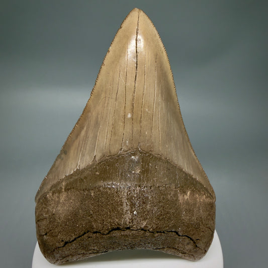 Front View Colorful, high quality Lower 3.75" Fossil Megalodon Tooth from Georgia, USA MJ171 