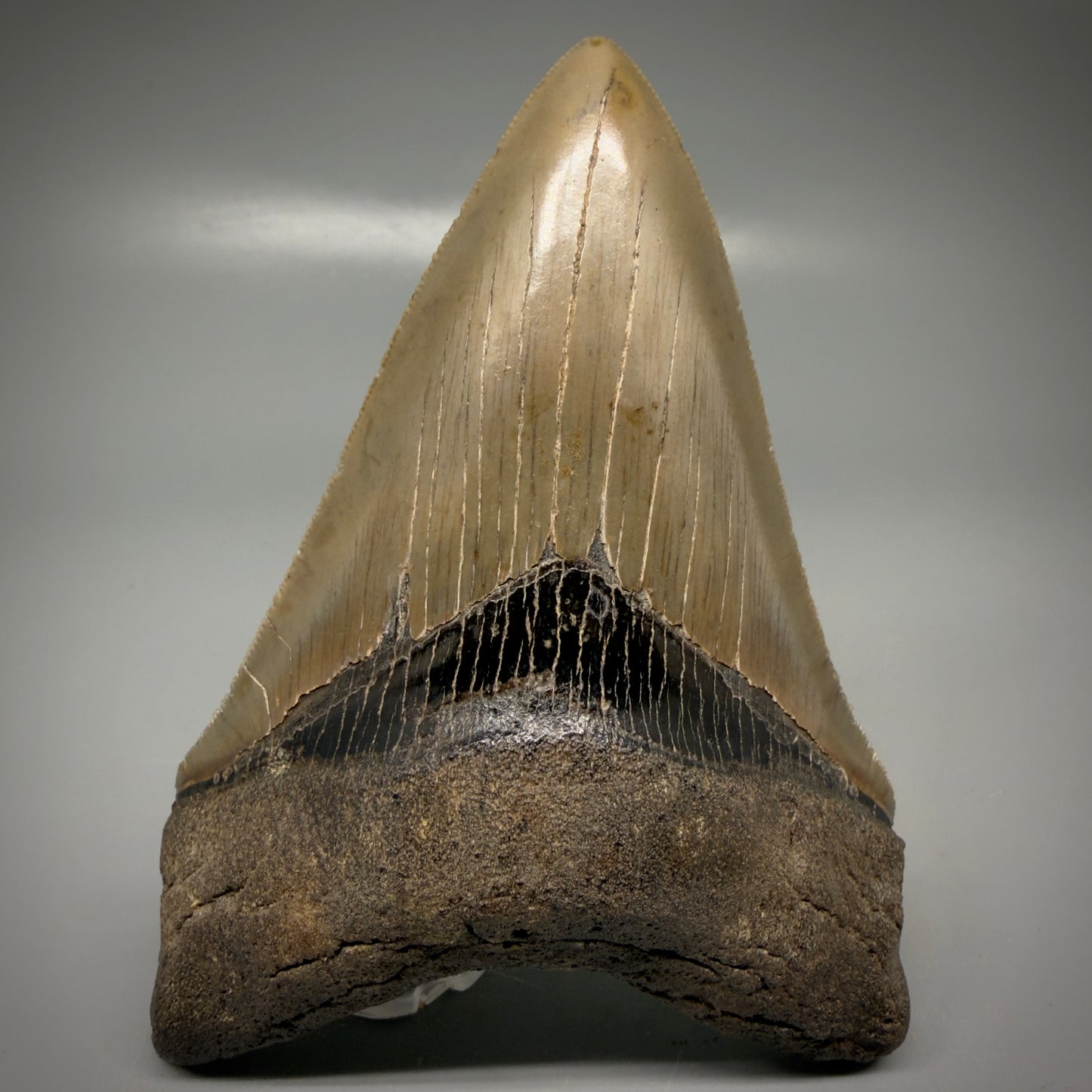 Front View Colorful, high quality Lower 4.55" Fossil Megalodon Tooth from Georgia, USA CM6156