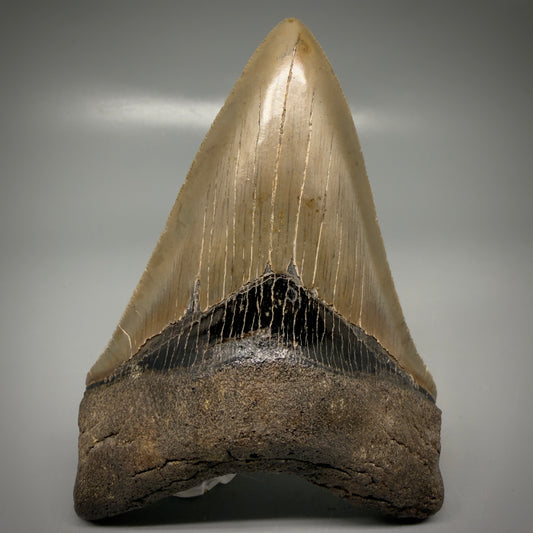 Front View Colorful, high quality Lower 4.55" Fossil Megalodon Tooth from Georgia, USA CM6156