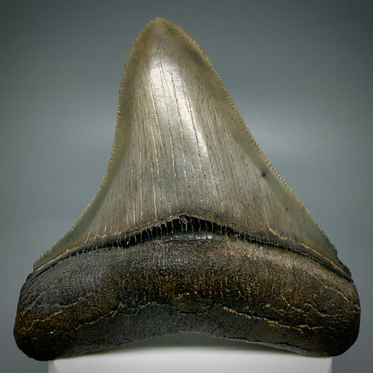Front View Colorful, high quality lateral 3.36" Fossil Megalodon Tooth from Georgia, USA MJ169