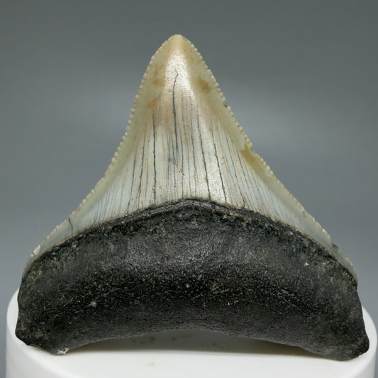 Front View Colorful, lateral 2.11" Fossil Megalodon Tooth - Authentic Carcharocles megalodon Fossil from North Carolina CM6080