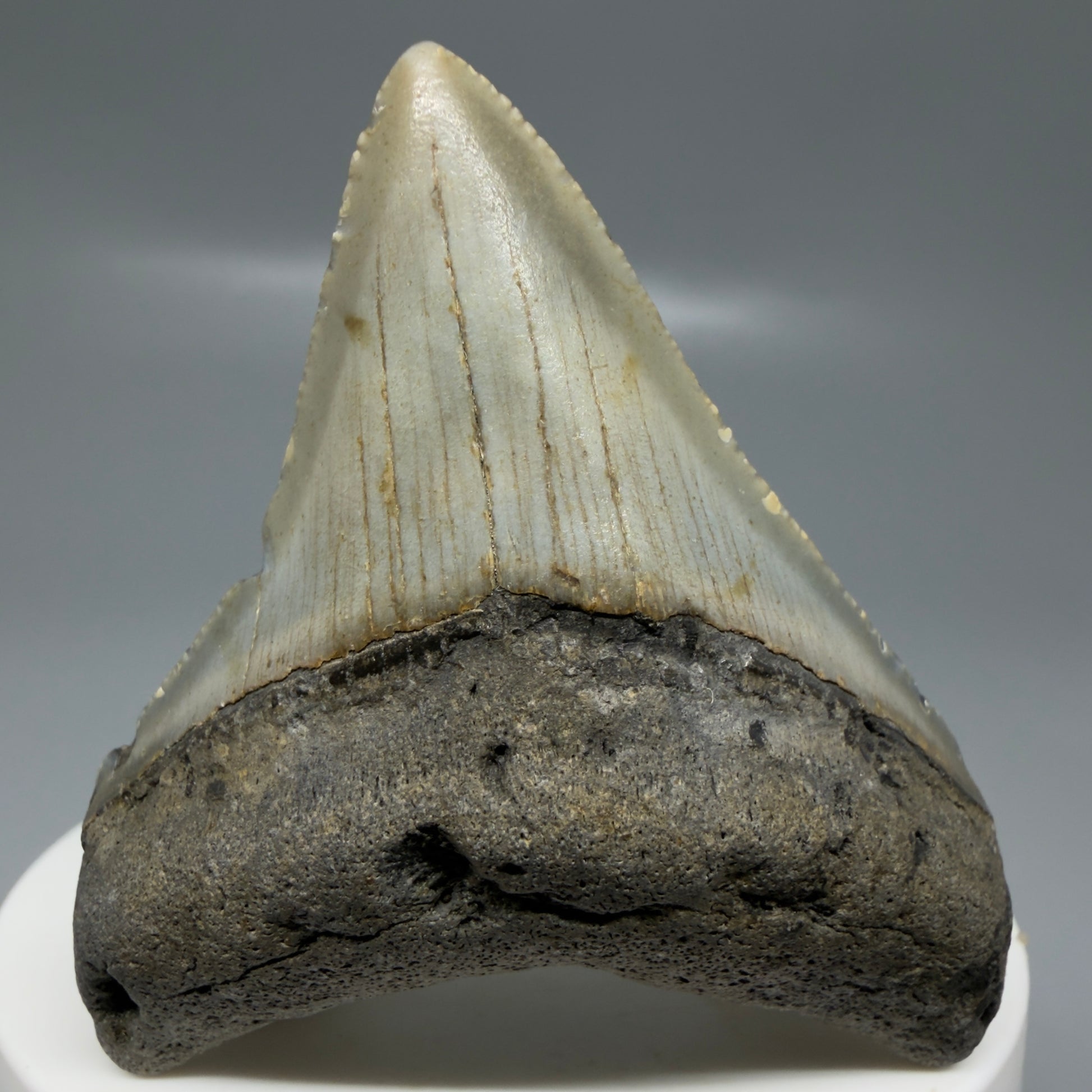 Front View Colorful lateral 2.30" Fossil Megalodon Tooth - Authentic Carcharocles megalodon Fossil from North Carolina CM6182