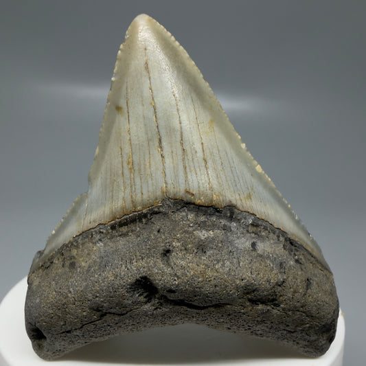 Front View Colorful lateral 2.30" Fossil Megalodon Tooth - Authentic Carcharocles megalodon Fossil from North Carolina CM6182