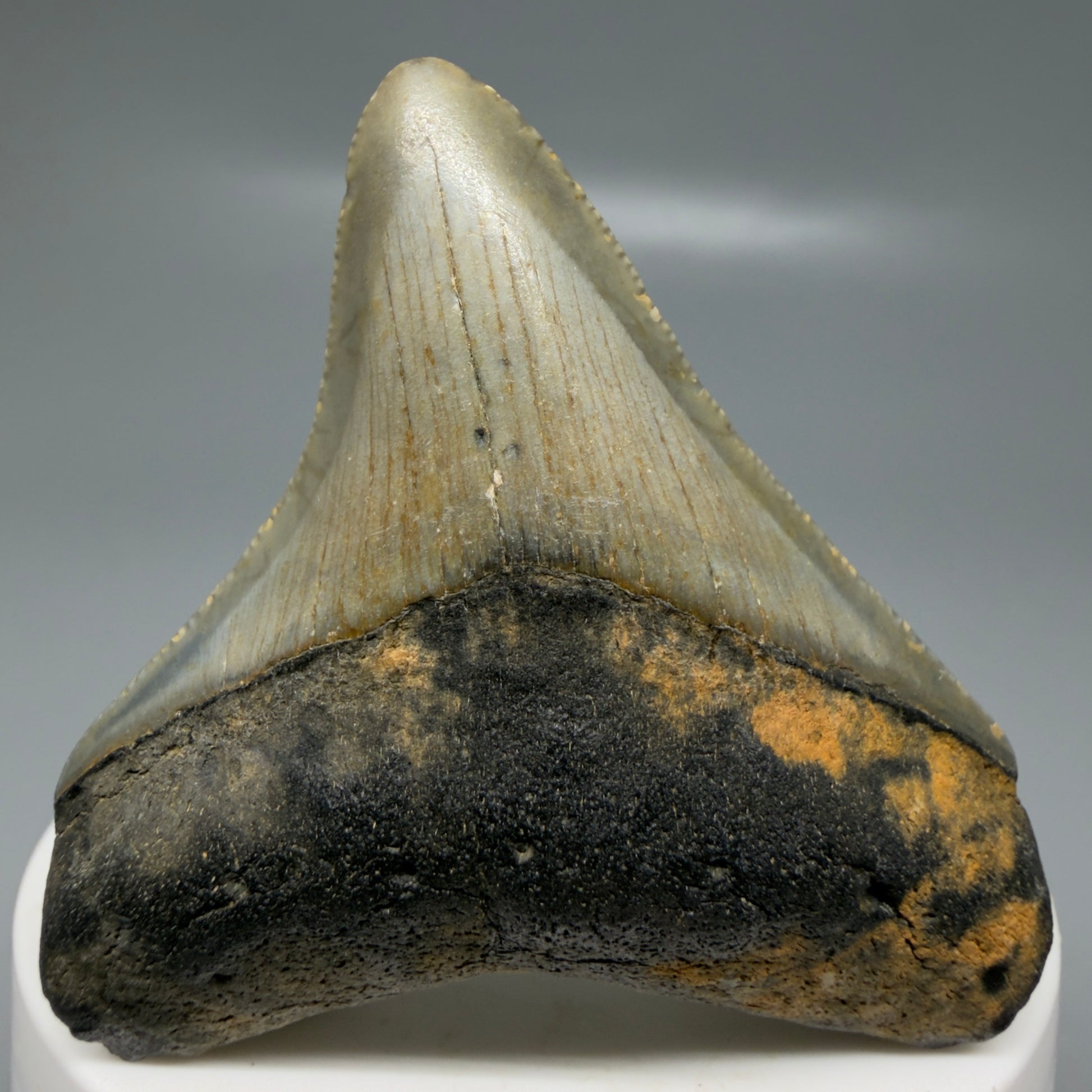 Front View Colorful lateral 2.32" Fossil Megalodon Tooth - Authentic Carcharocles megalodon Fossil from North Carolina CM6181