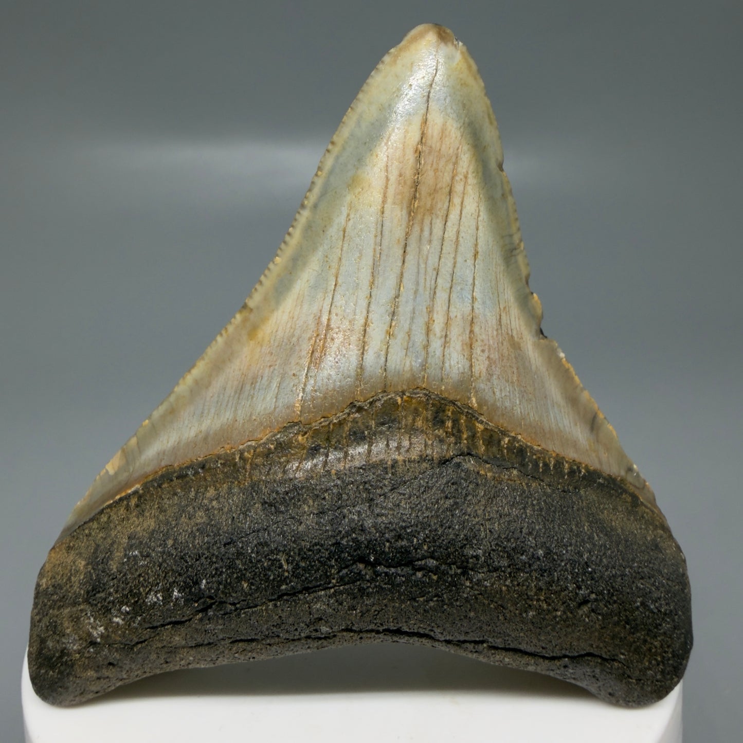 Front View Colorful lateral 2.85" Fossil Megalodon Tooth - Authentic Carcharocles megalodon Fossil from North Carolina CM6187