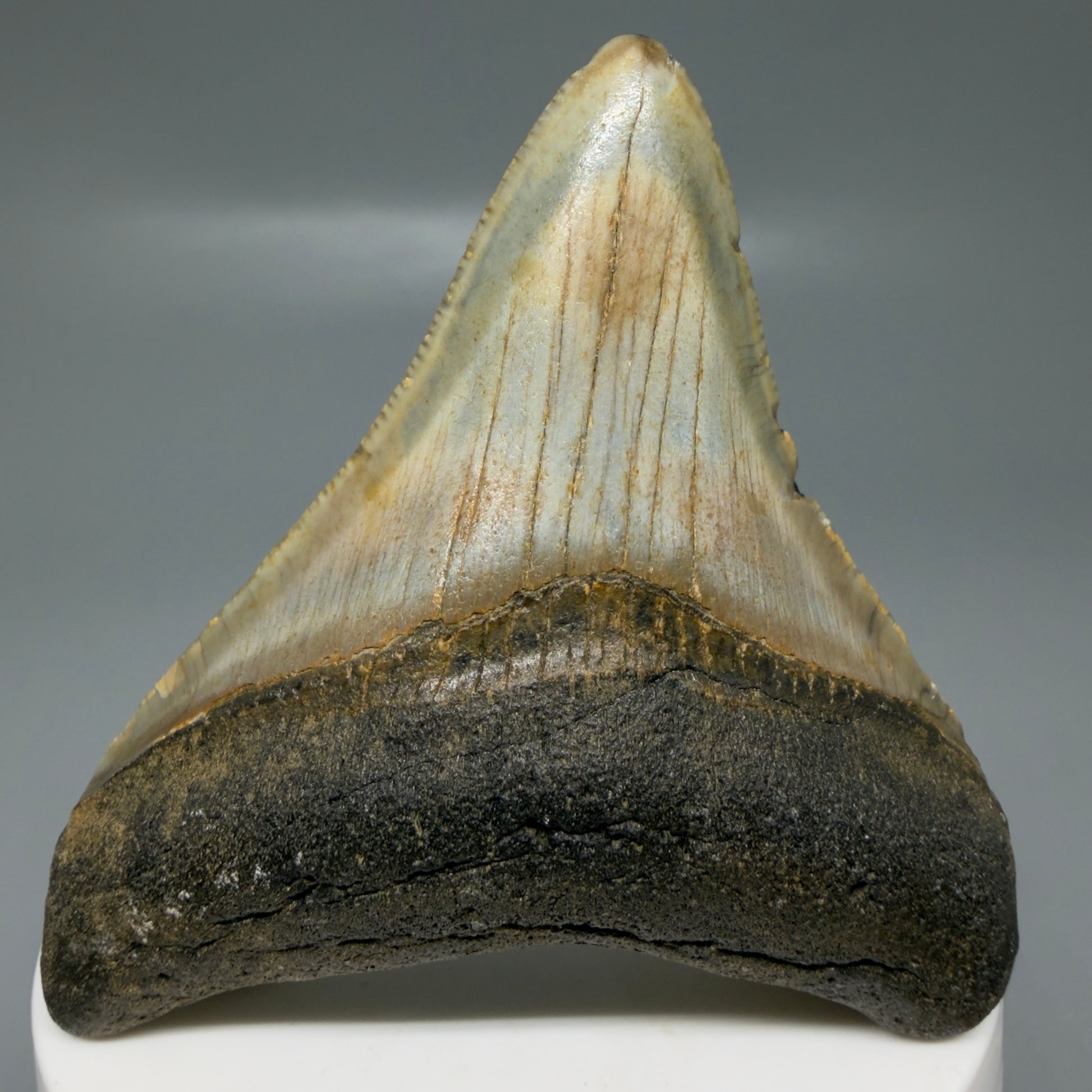 Front View Colorful lateral 2.85" Fossil Megalodon Tooth - Authentic Carcharocles megalodon Fossil from North Carolina CM6187