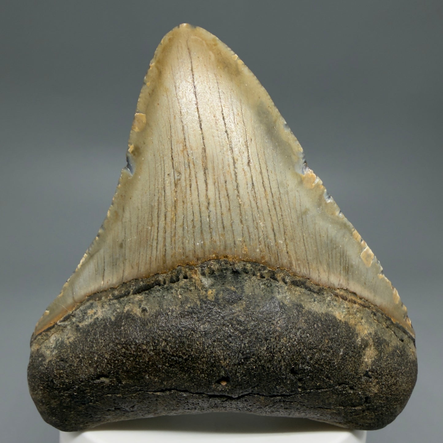 Front View Colorful, lateral 3.32" Fossil Megalodon Tooth from North Carolina - megalodonteeth.com CM6240