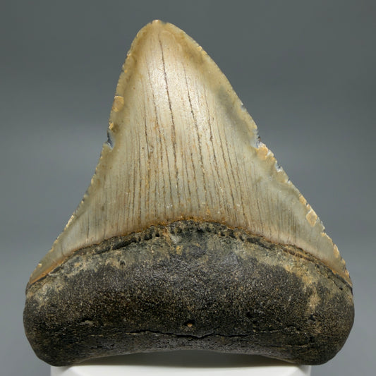 Front View Colorful, lateral 3.32" Fossil Megalodon Tooth from North Carolina - megalodonteeth.com CM6240