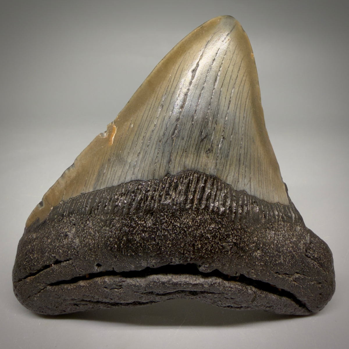 Front View Colorful, lateral 3.86" Fossil Megalodon Tooth from South Carolina megalodonteeth.com CM6573