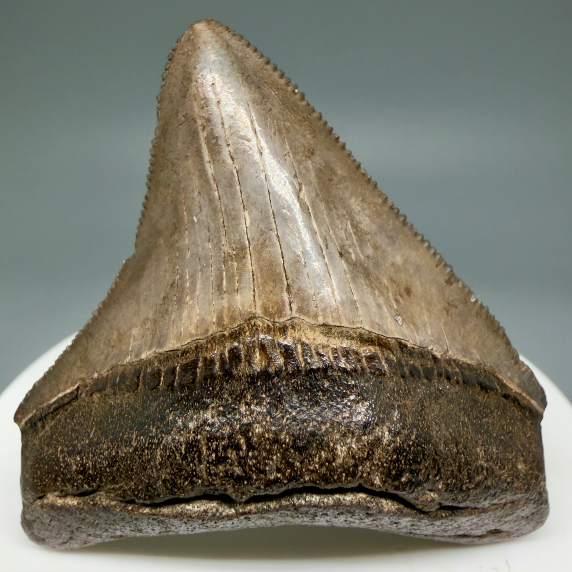 Front View Colorful, lateral/posterior 2.11" Fossil Megalodon Shark Tooth - Georgia - brown/serrated CM5858