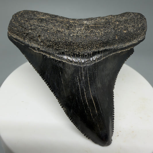 Front View Colorful, lateral, serrated 2.41" Fossil Megalodon Shark Tooth from South Carolina CM5804