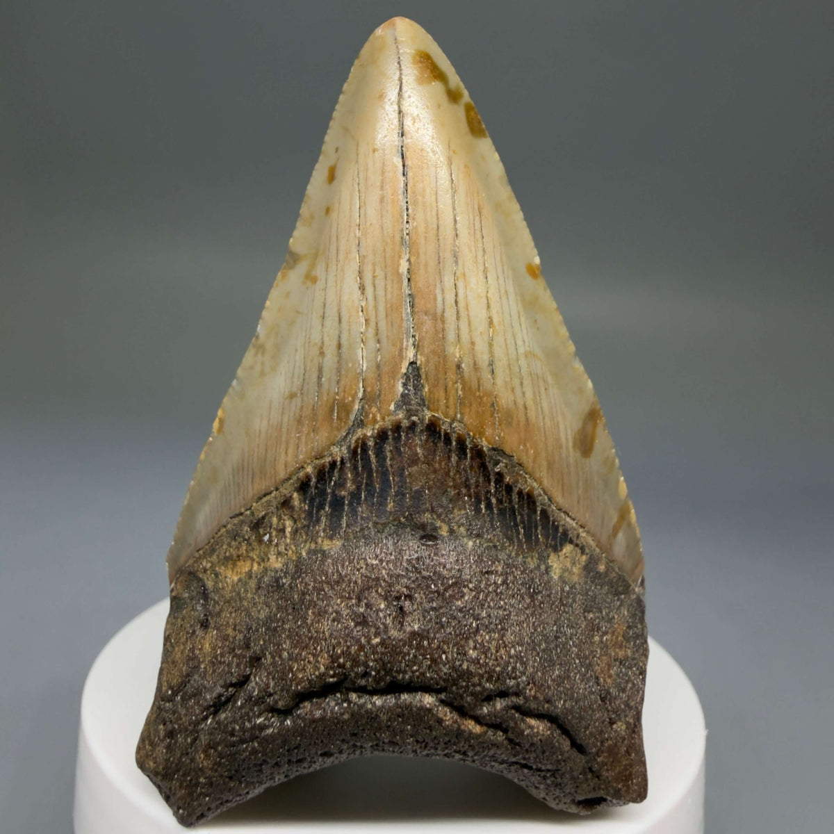 Front View Colorful lower 2.85" Fossil Megalodon Tooth - Authentic Carcharocles megalodon Fossil from North Carolina megalodonteeth.com CM6789